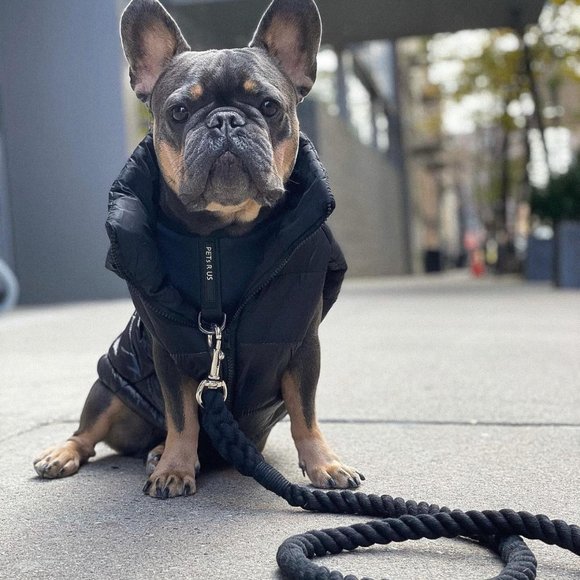 PETsRUS Premium No Pull Dog Harness 2 Leash Clips Ivory Charc Leather - Picture 9 of 12